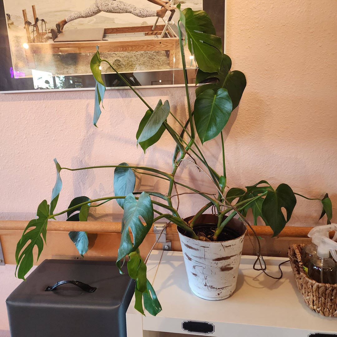 Interior Plant Services in Rancho Santa Fe