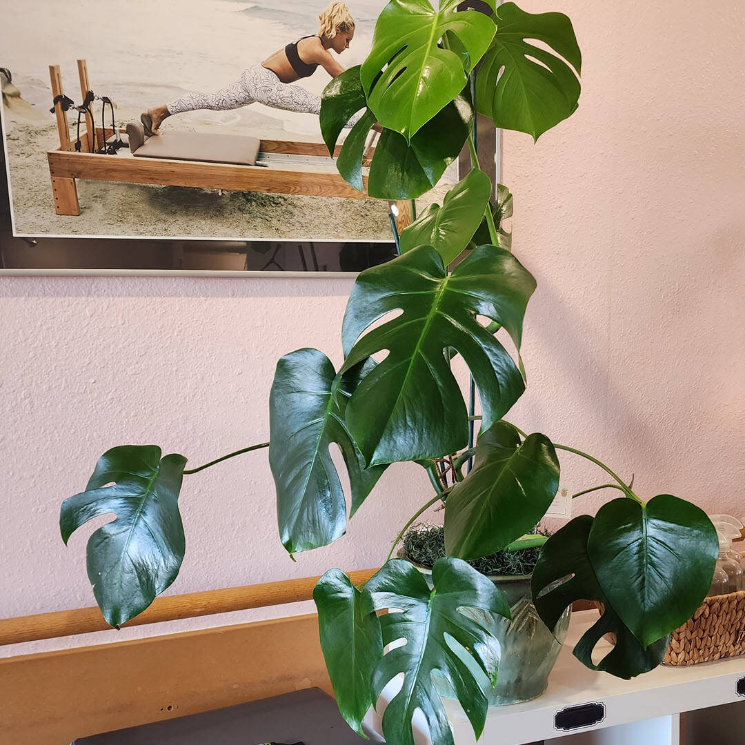 Interior Plant Services in Kearny Mesa