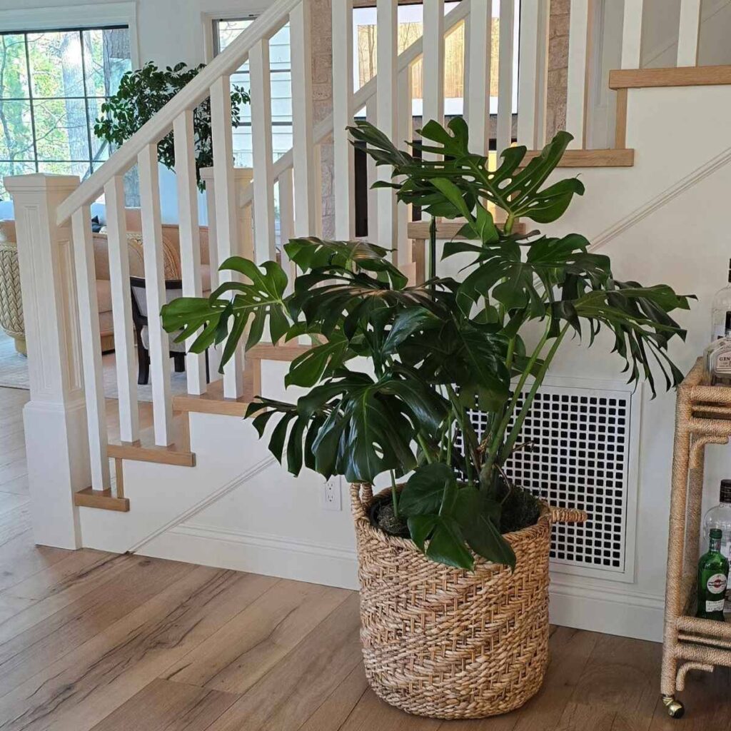 Plant Design and Installation