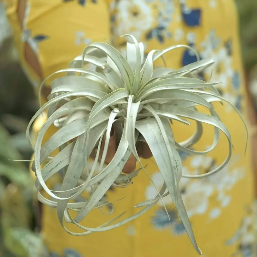 How to Care for Your Air Plants