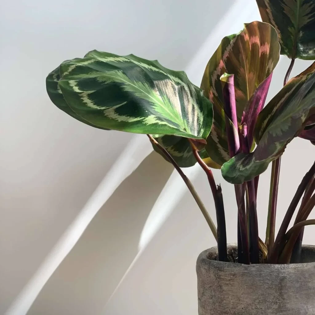 How to Care for your Calathea