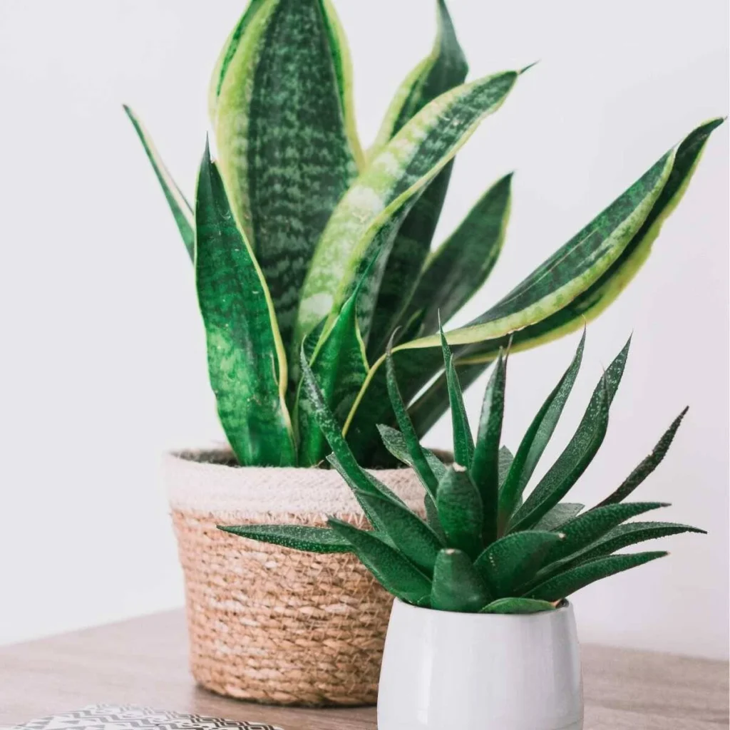 How to Care for Your Snake Plant