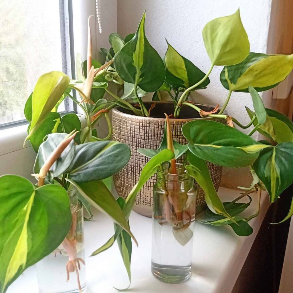 How to Care for Your Devil’s Ivy