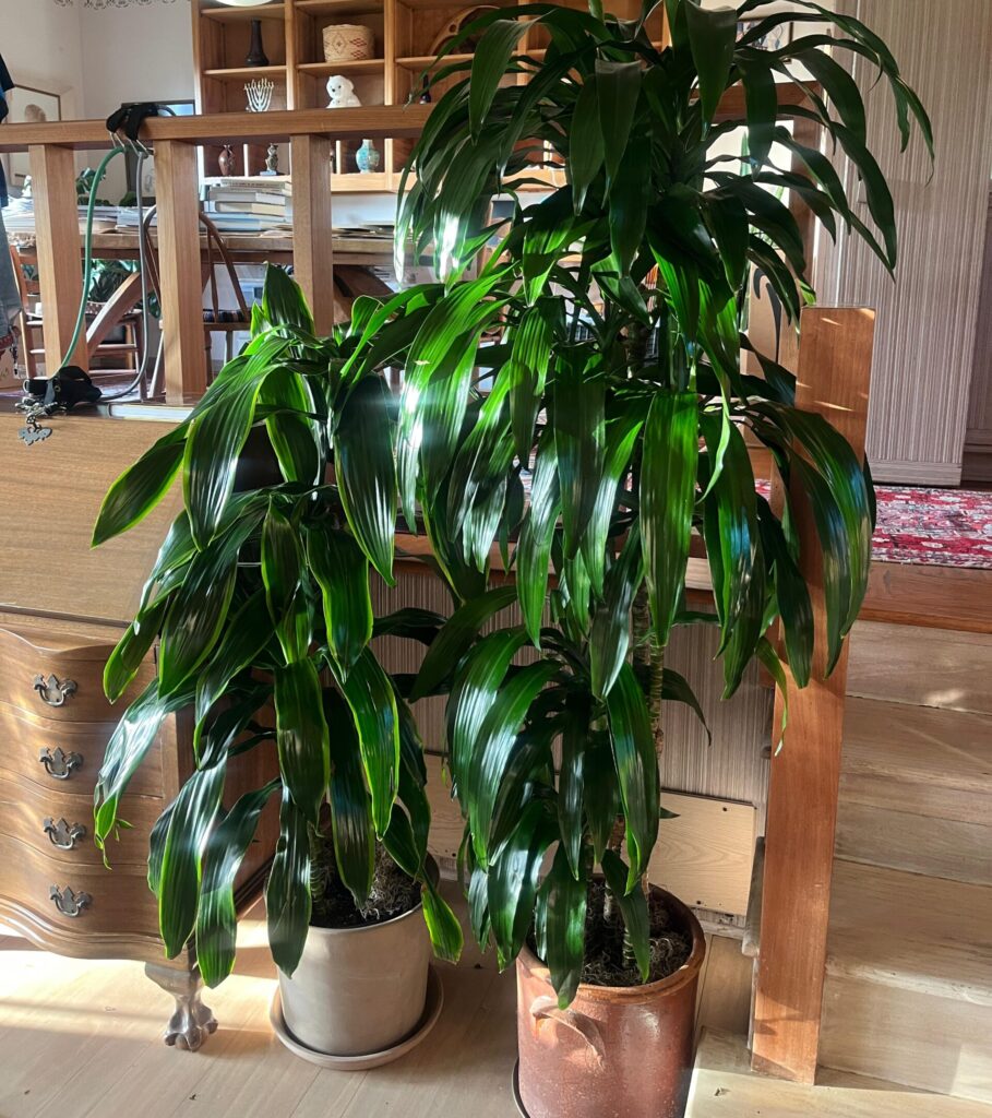 Healthy indoor dracaena plants in decorative pots with glossy green leaves, styled in a bright living room for professional plant care and interiorscaping.