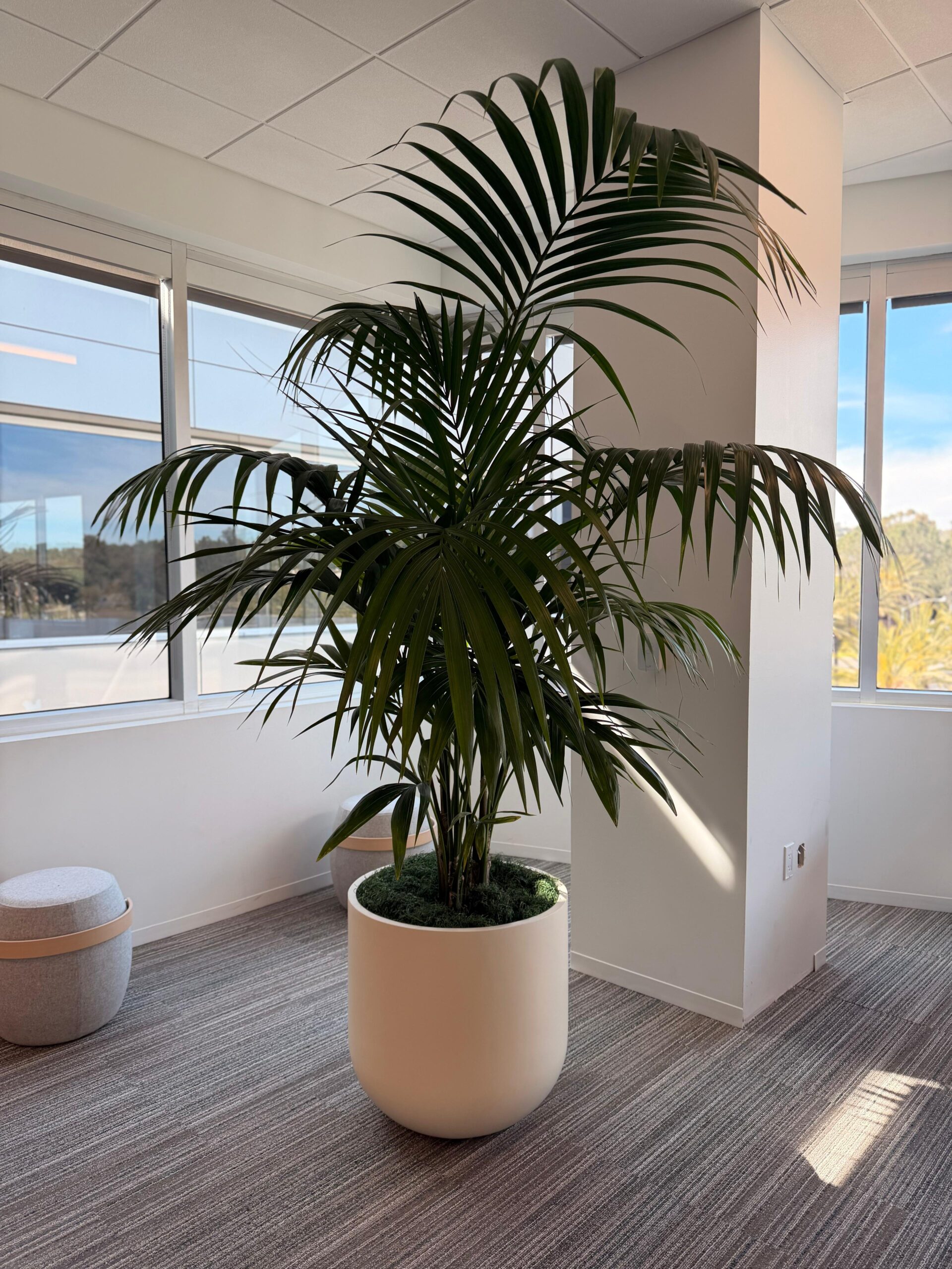 Large indoor palm plant in modern office space with natural light, demonstrating commercial interior plantscaping and workplace plant design