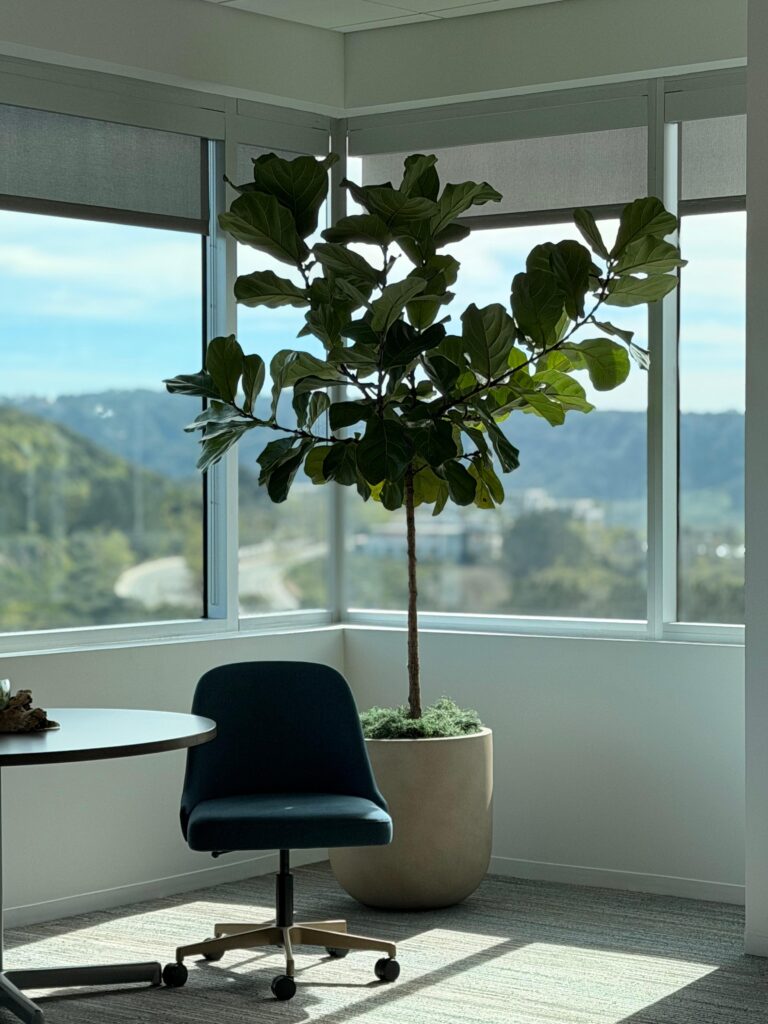 Fiddle leaf fig tree in modern office corner with large windows, showcasing commercial indoor plant design and professional plantscaping