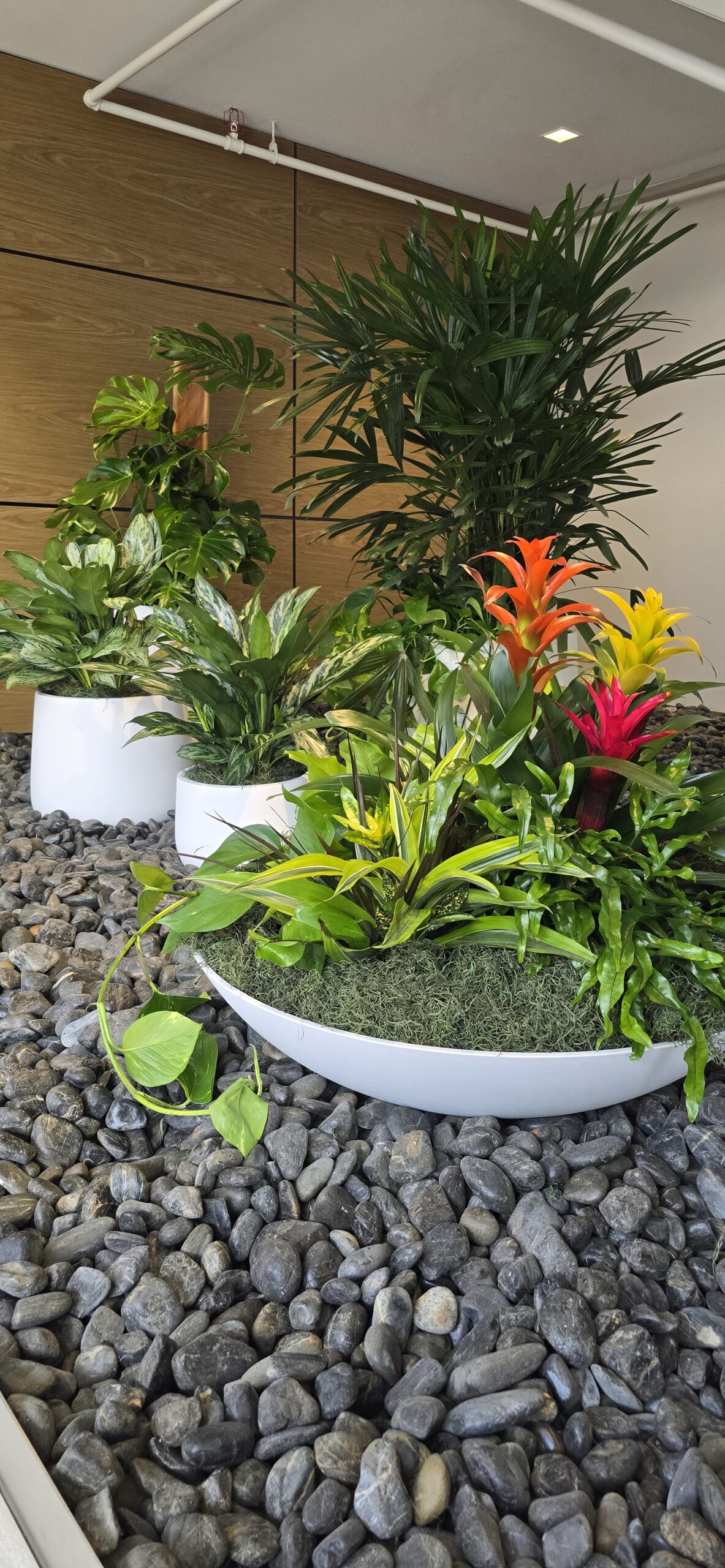 Seamless indoor plant installation in modern medical office with built-in planter design in San Diego