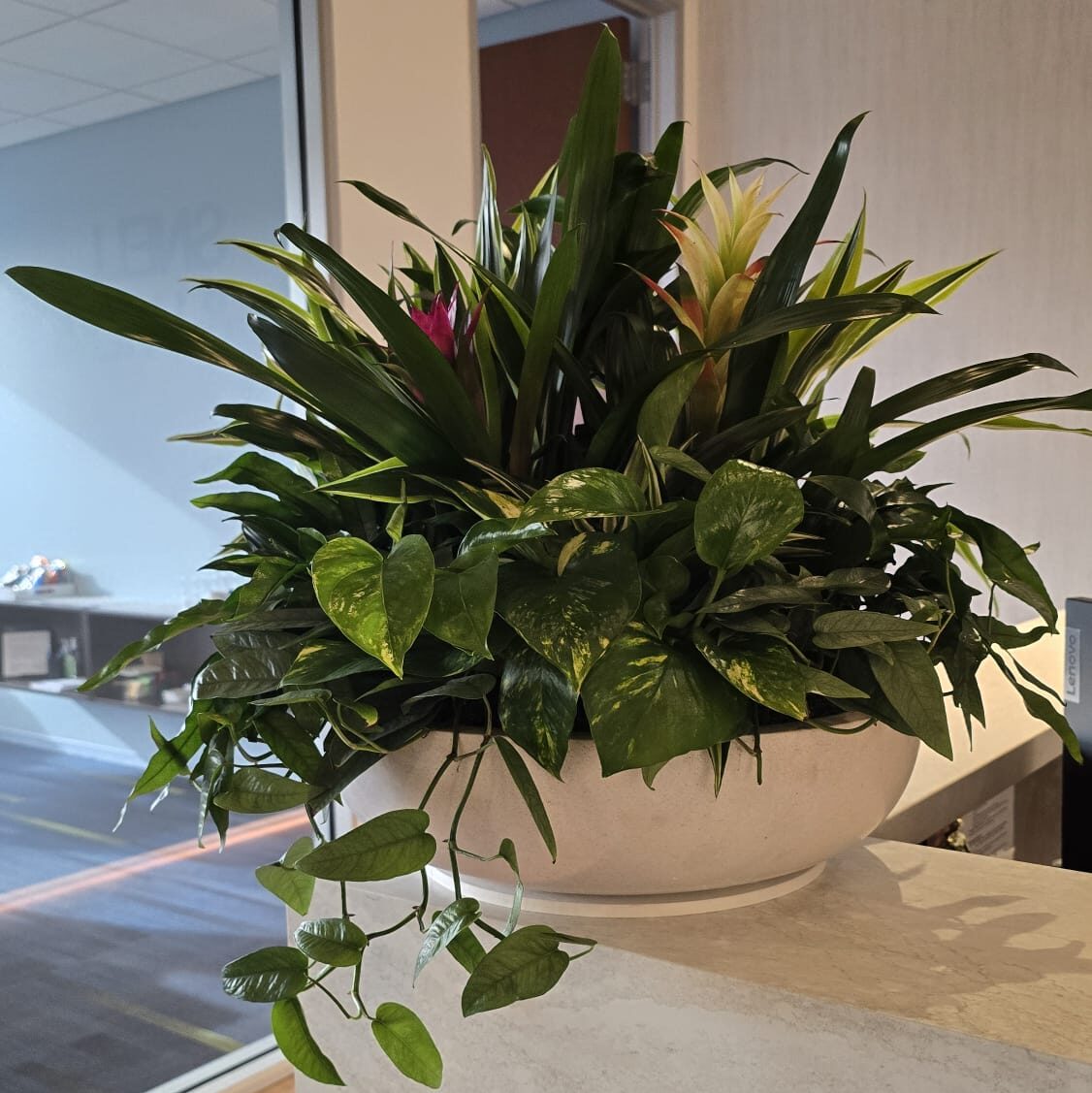 Indoor plant arrangement in a modern medical office reception area in San Diego