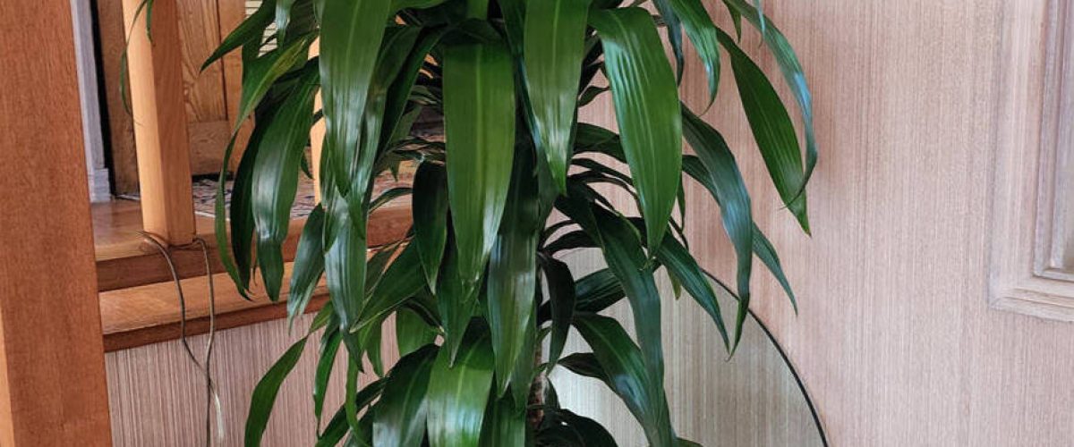 Interior Plant Services in La Mesa