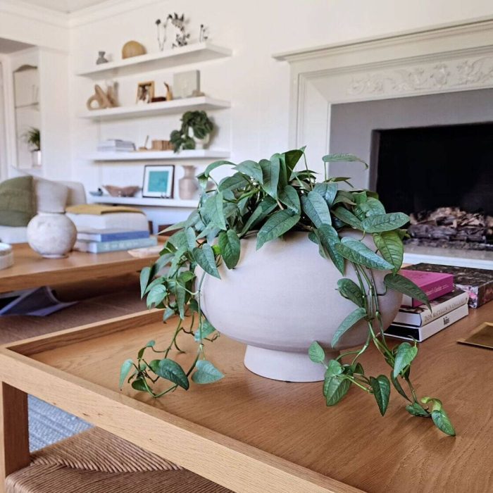 Interior Plant Services in Sorrento Valley