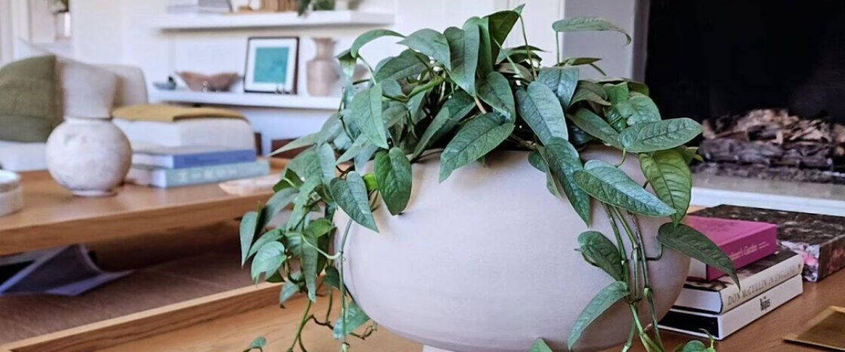 Interior Plant Services in Sorrento Valley