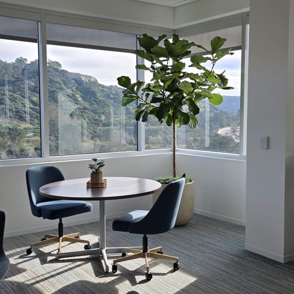 Indoor plant in medical office consultation room with natural light in San Diego