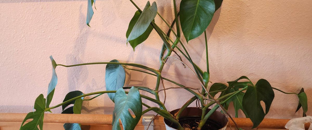 Interior Plant Services in Rancho Santa Fe