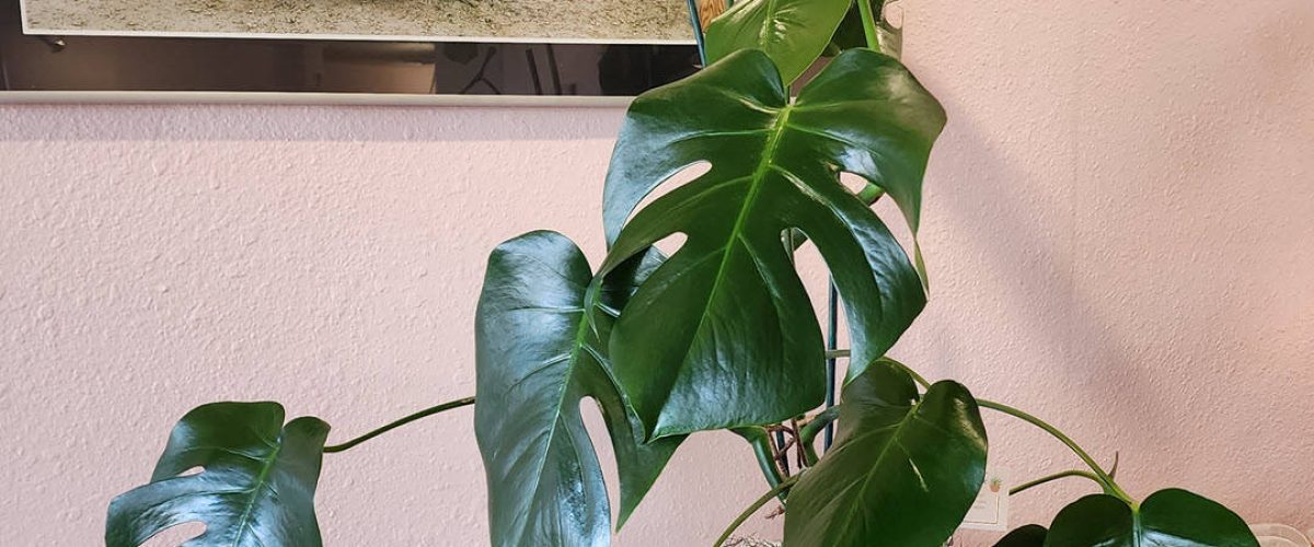 Interior Plant Services in Kearny Mesa