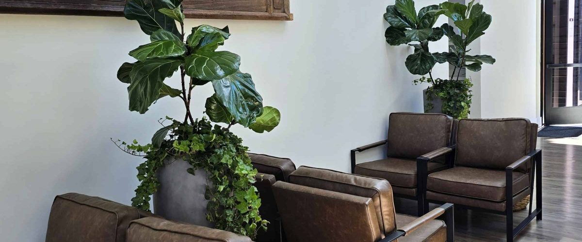 Interior Plant Services in Bankers Hill