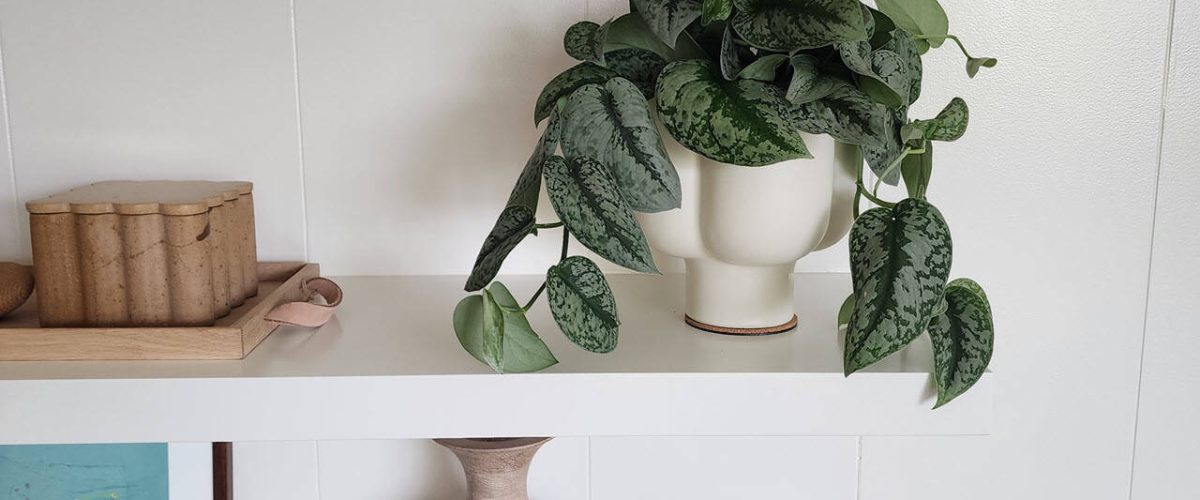 Interior Plant Services in Scripps Ranch