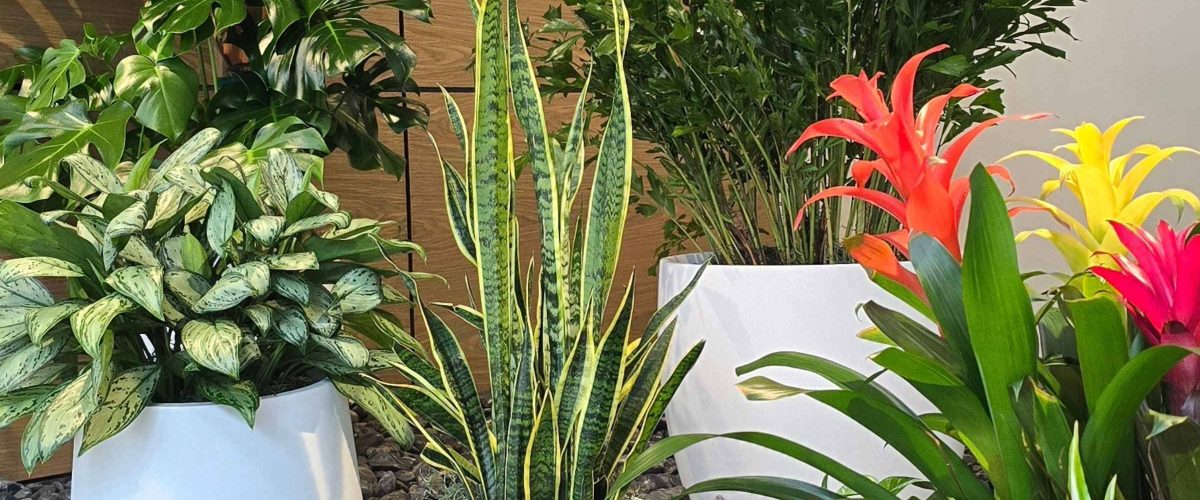 office lobby plant grouping folha oasis_1760299408