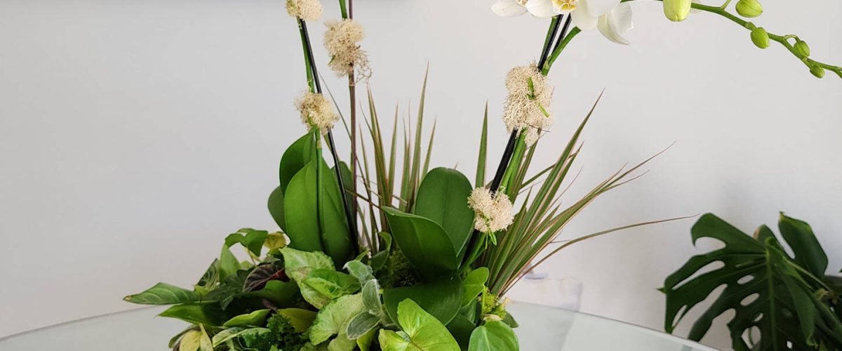 Interior Plant Services in Downtown