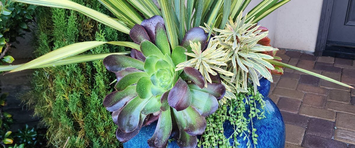 Interior Plant Services in Mission Valley